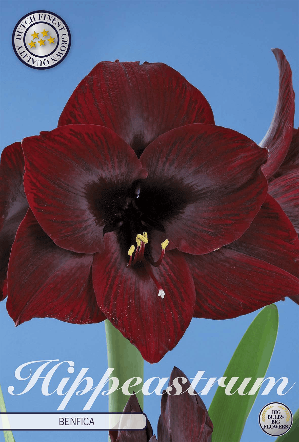 Hippeastrum Benfica