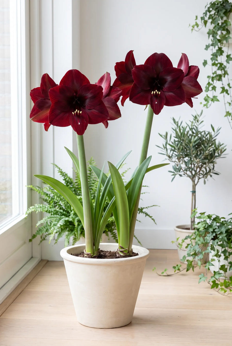 Hippeastrum Benfica — in de border
