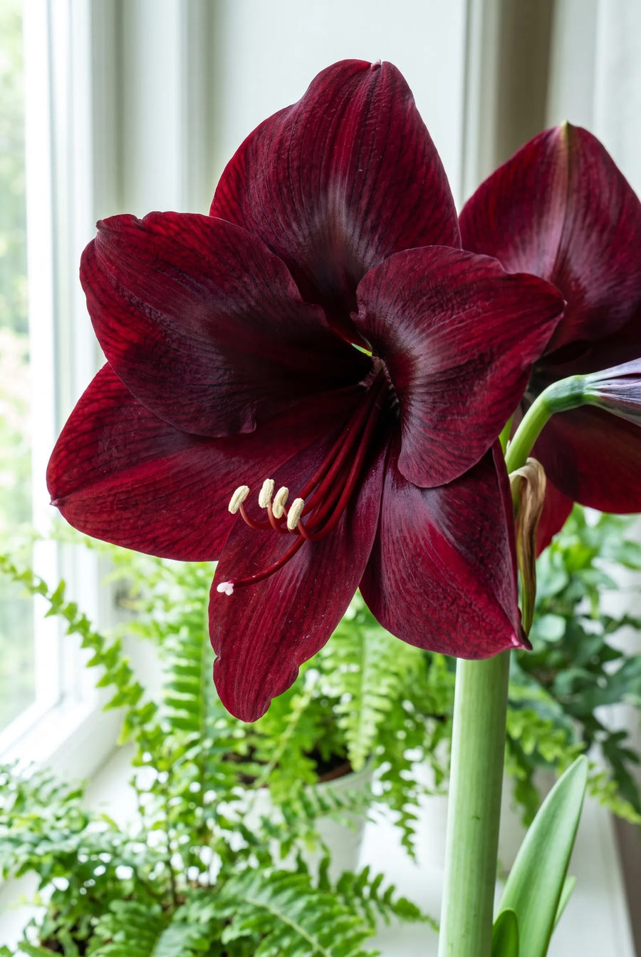 Hippeastrum Benfica — close-up van de bloem