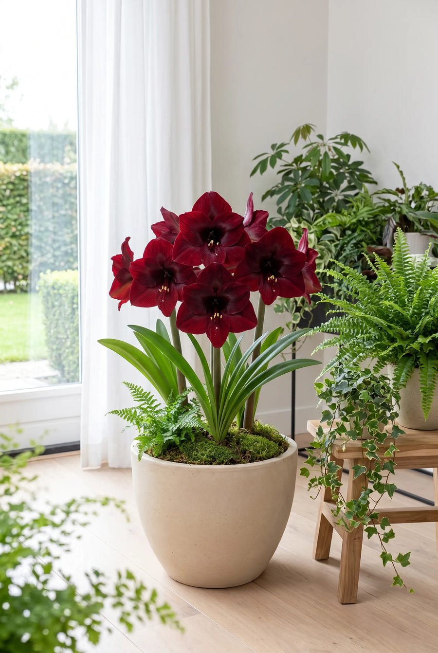 Hippeastrum Benfica — in pot op terras