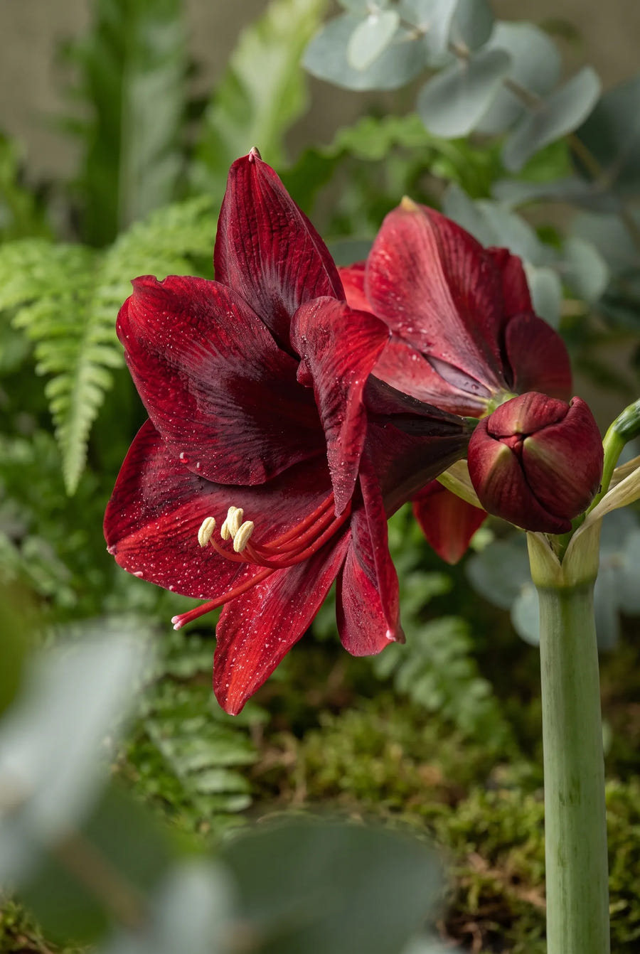 Hippeastrum Benfica — sfeerbeeld
