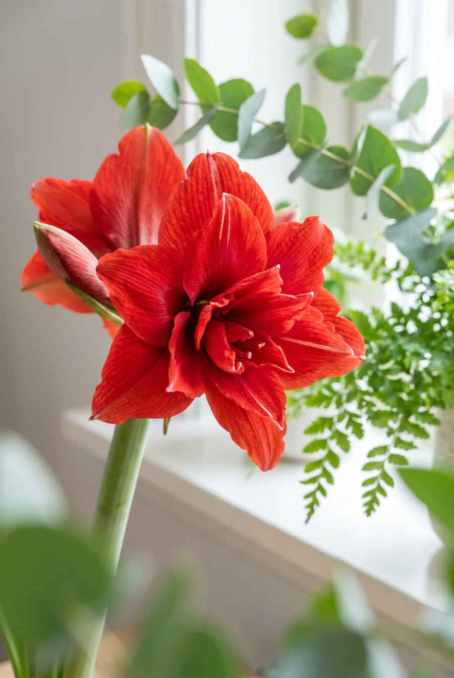 Hippeastrum Cherry Nymph — close-up van de bloem
