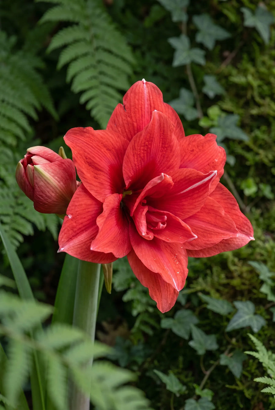 Hippeastrum Cherry Nymph — sfeerbeeld