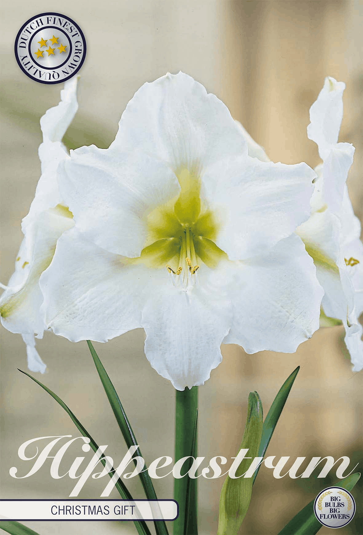 Hippeastrum kerstcadeau