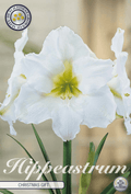 Hippeastrum kerstcadeau