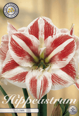Hippeastrum Clown