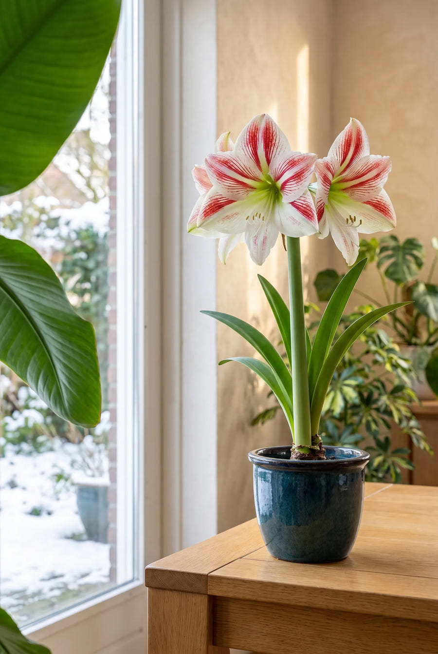 Hippeastrum Clown — in de border