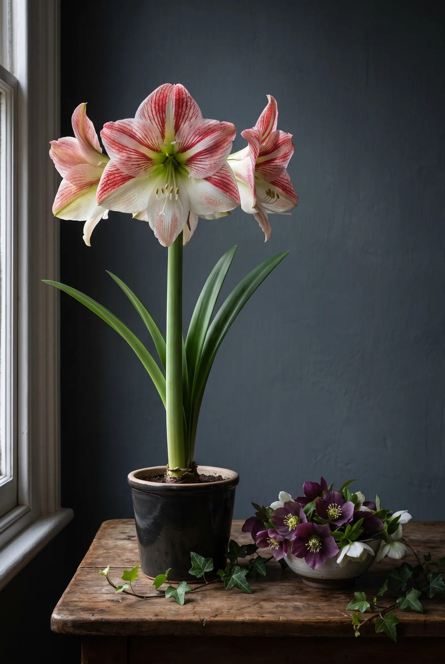 Hippeastrum Clown — sfeerbeeld