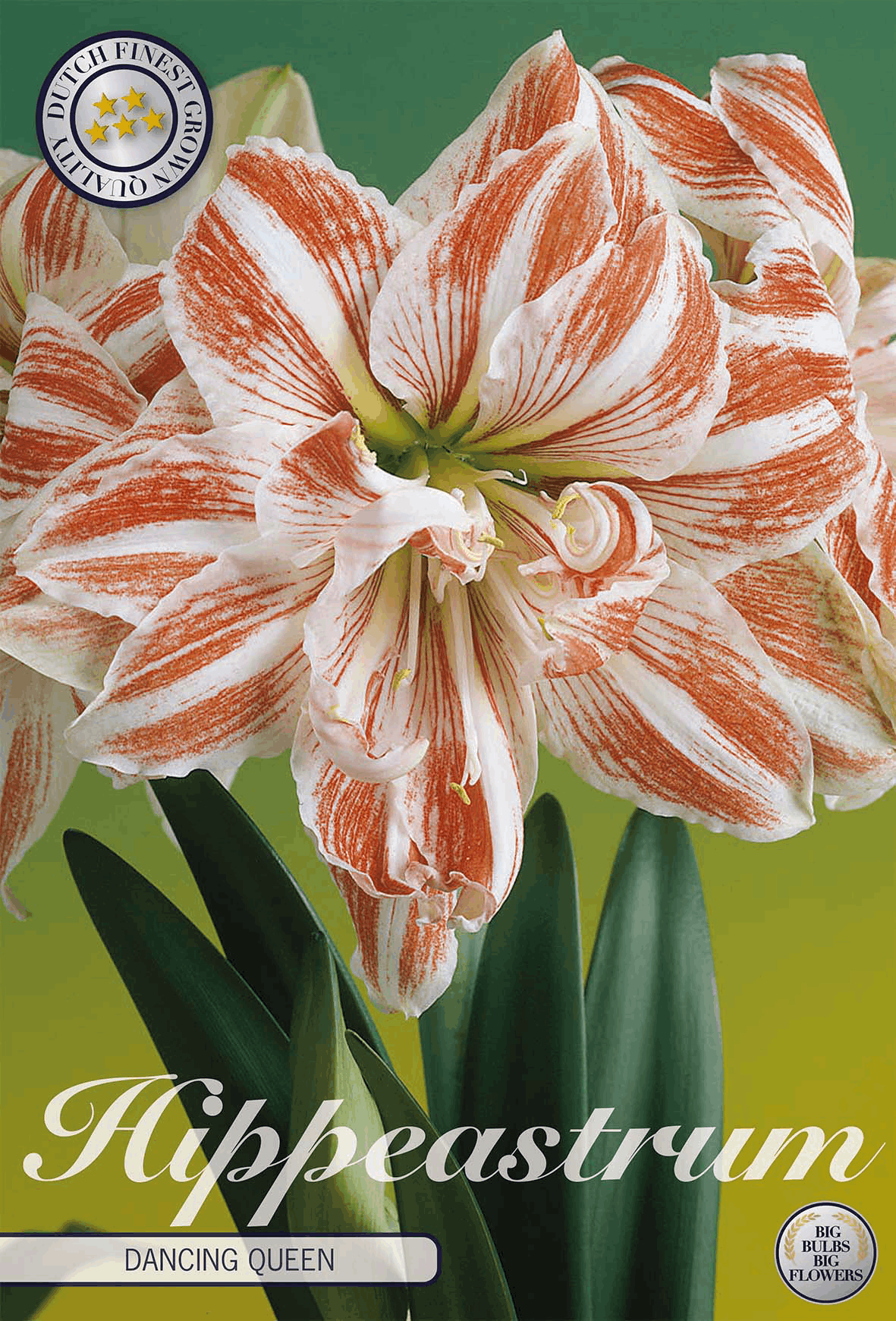 Hippeastrum Dansende Koningin