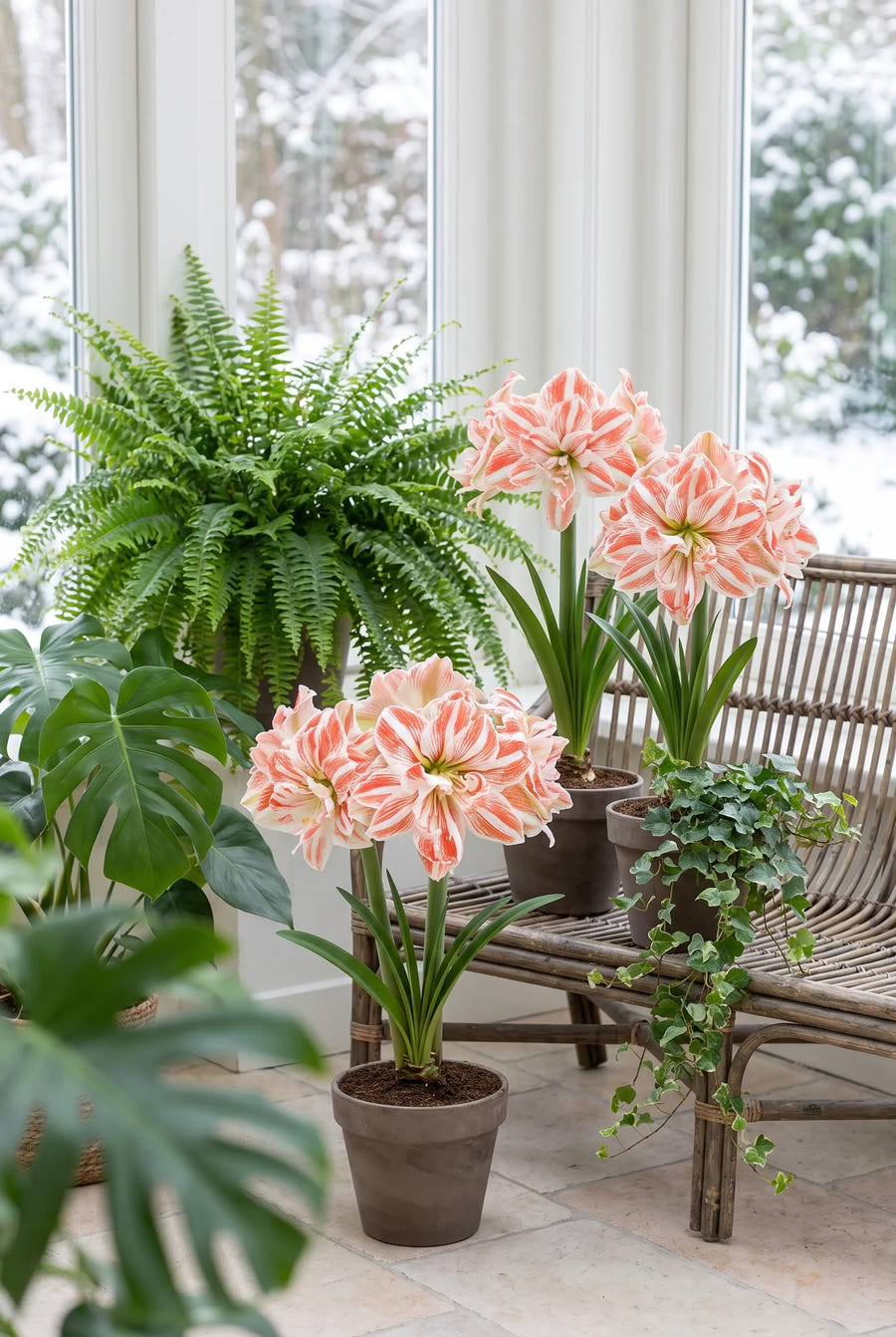 Hippeastrum Dancing Queen — groep in de tuinborder