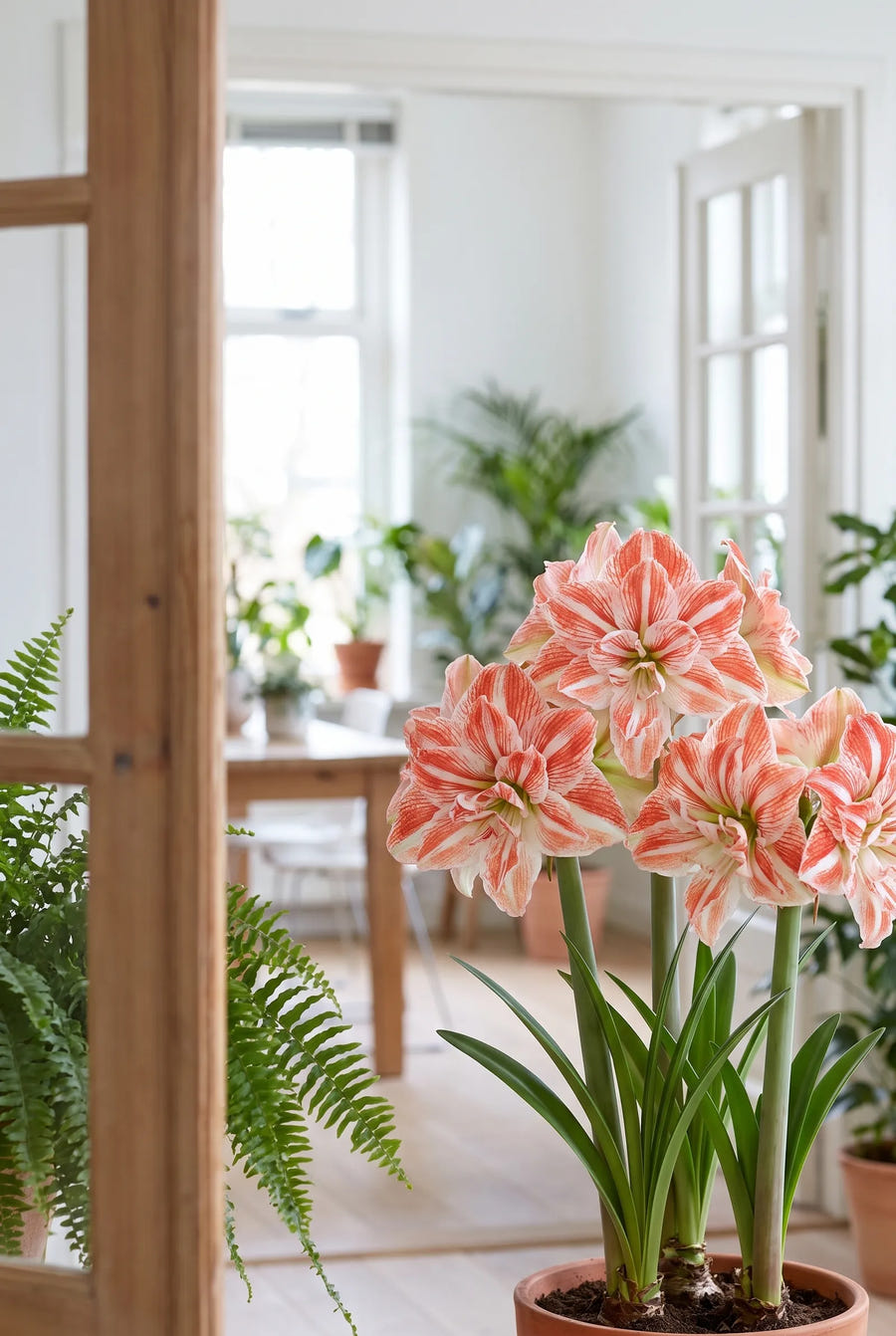 Hippeastrum Dancing Queen — in de tuin