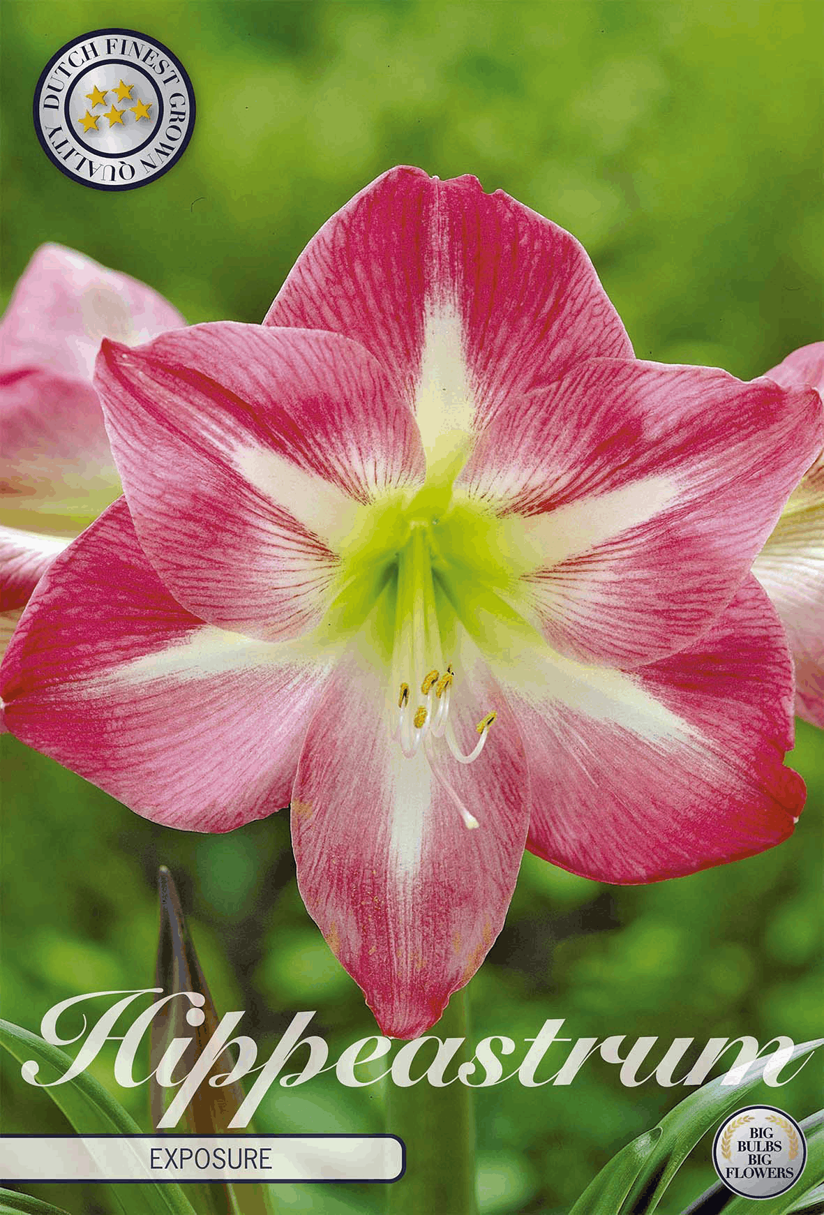 Blootstelling aan hippeastrum