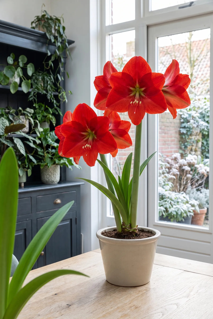 Hippeastrum Exposure — in de border