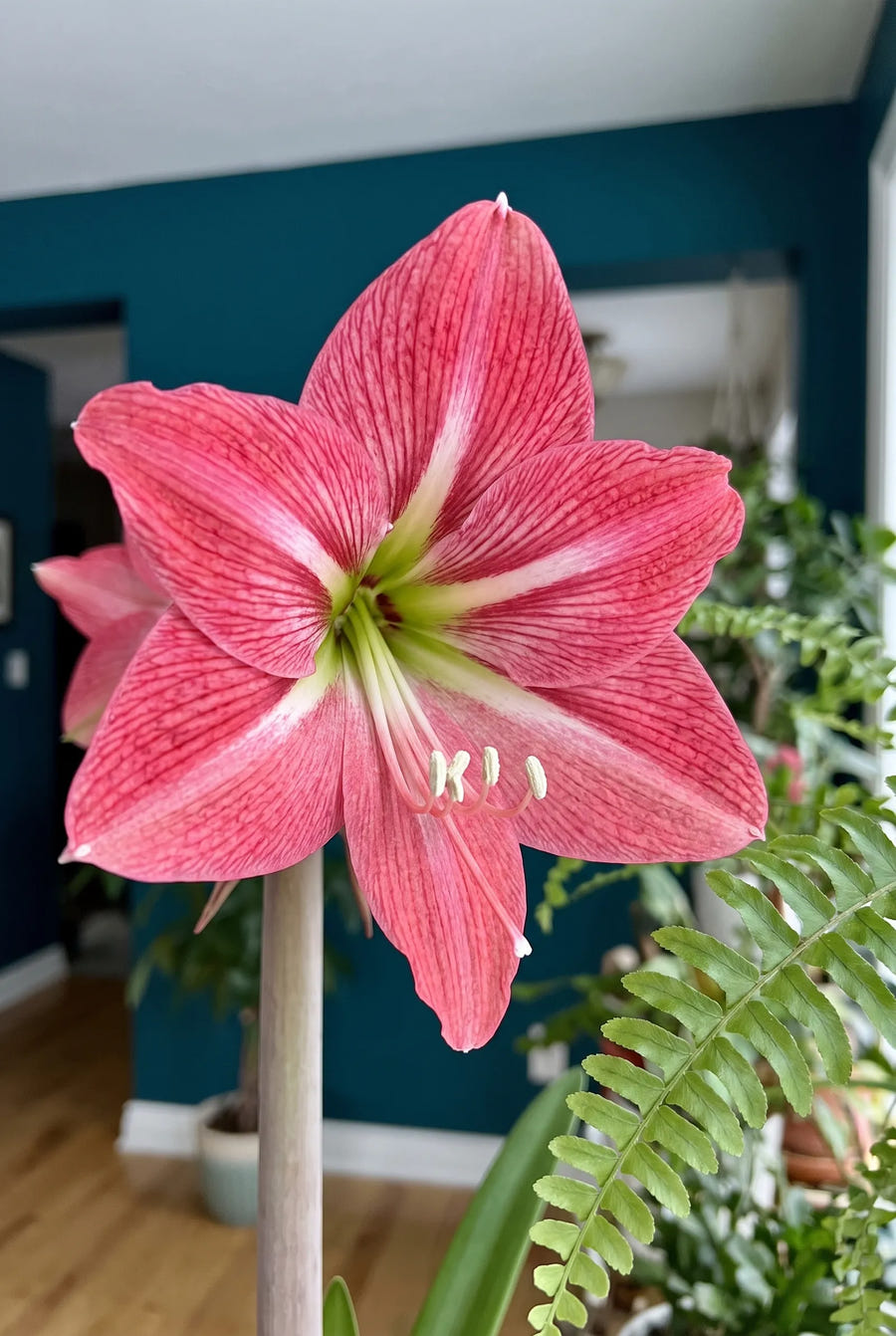 Hippeastrum Gervase — close-up van de bloem