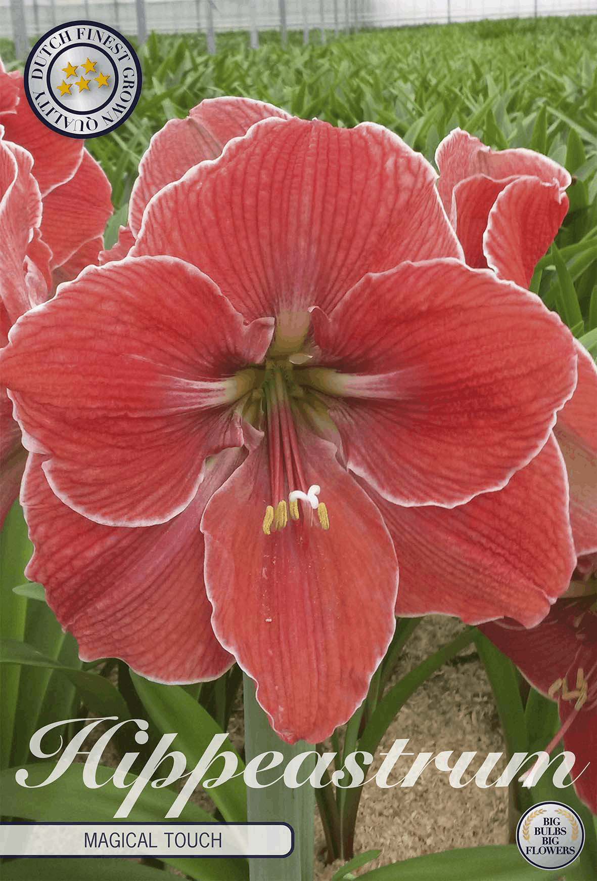 Hippeastrum Magische Aanraking