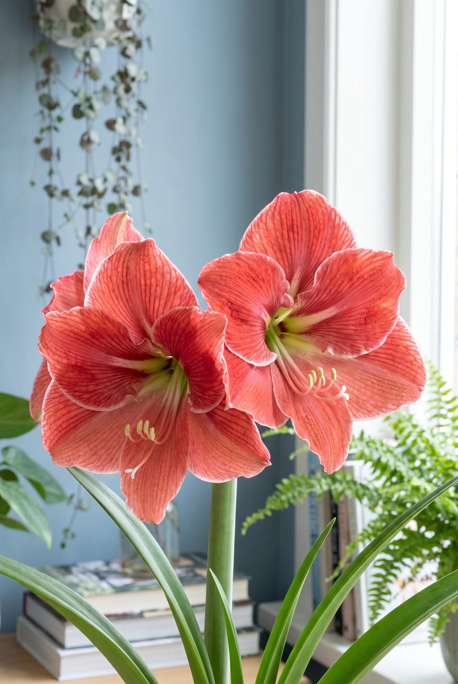 Hippeastrum Magical Touch — close-up van de bloem