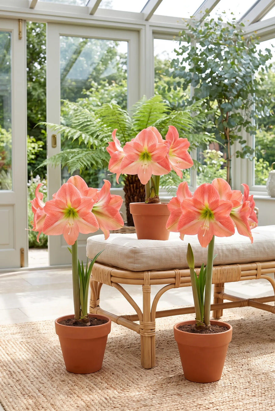 Hippeastrum Terracotta Star meerdere bloemen samen