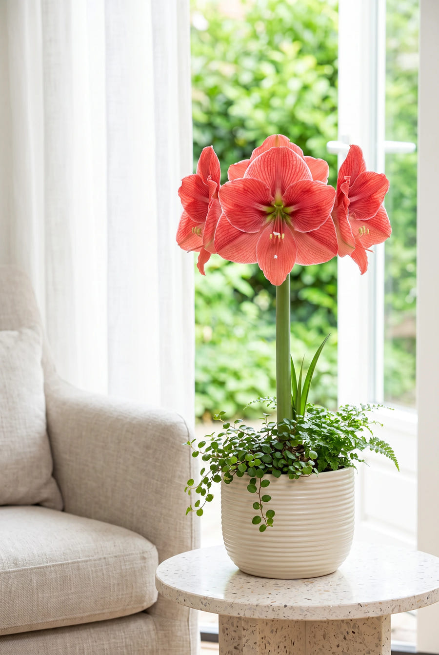 Hippeastrum Magical Touch — in pot