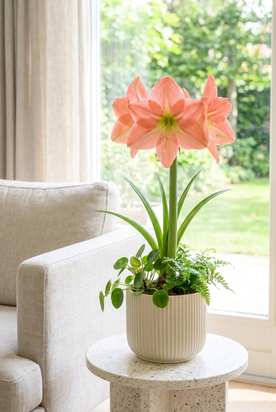 Hippeastrum Terracotta Star in pot