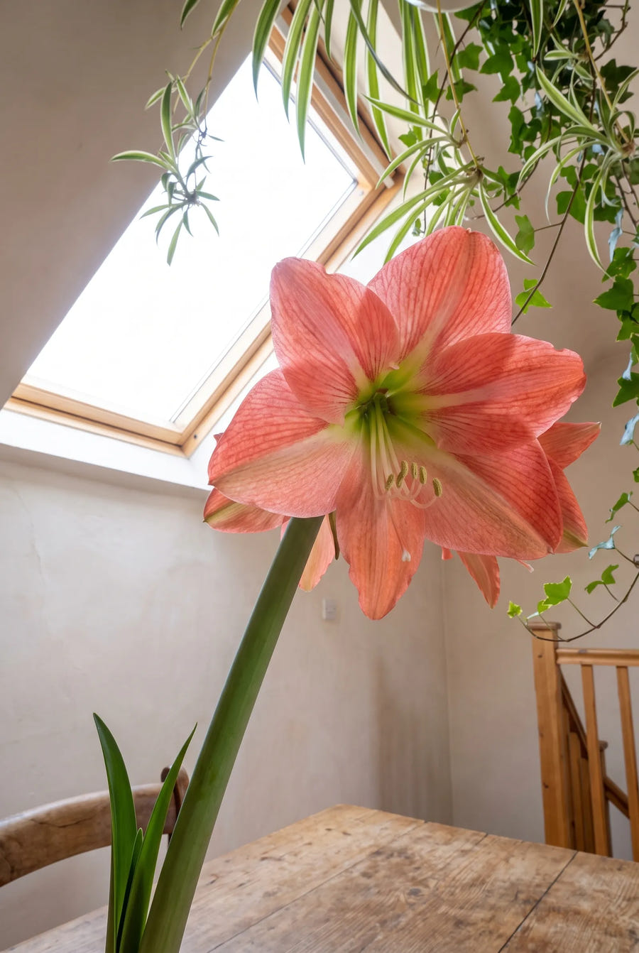 Hippeastrum Terracotta Star vanuit een lage hoek