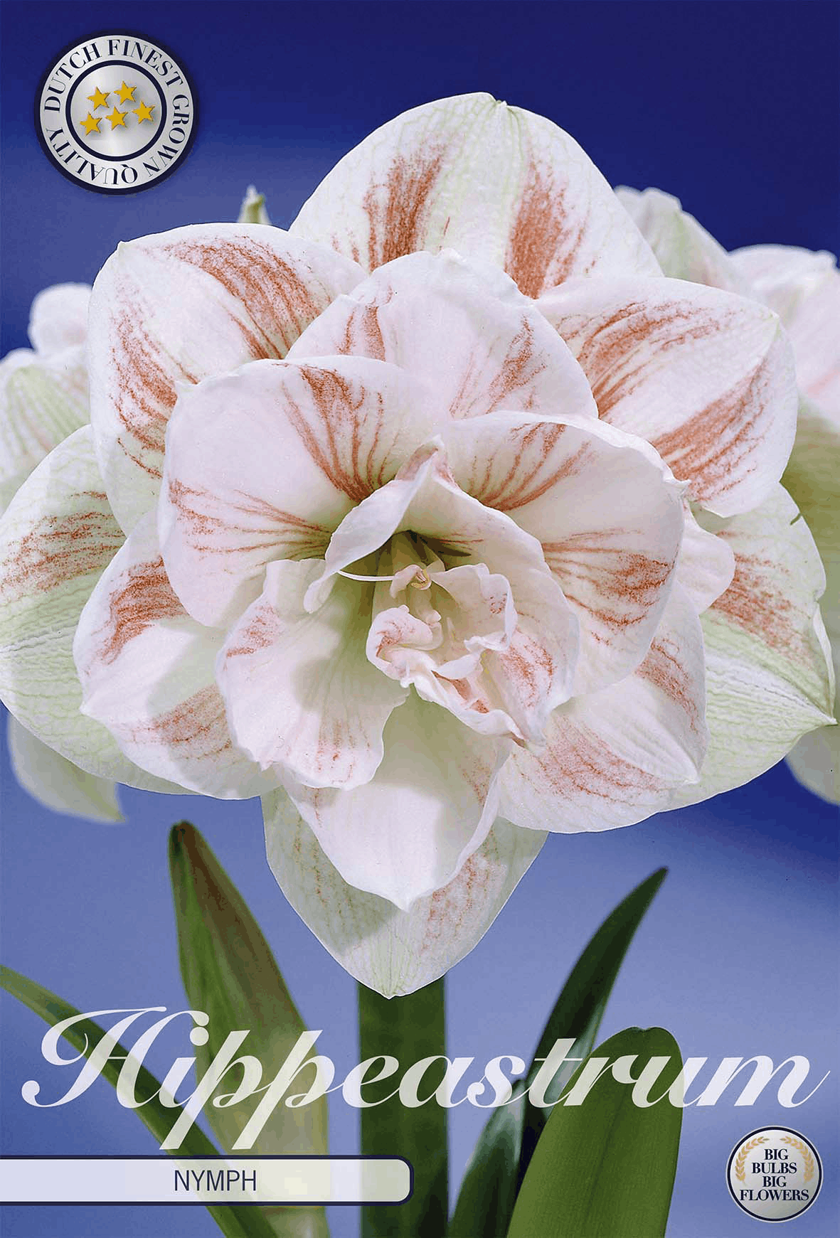 Hippeastrum-nimf