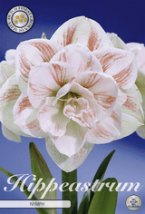 Hippeastrum-nimf