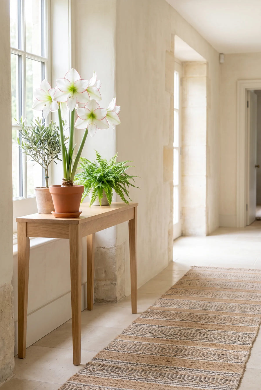 Hippeastrum Picotee — in de border