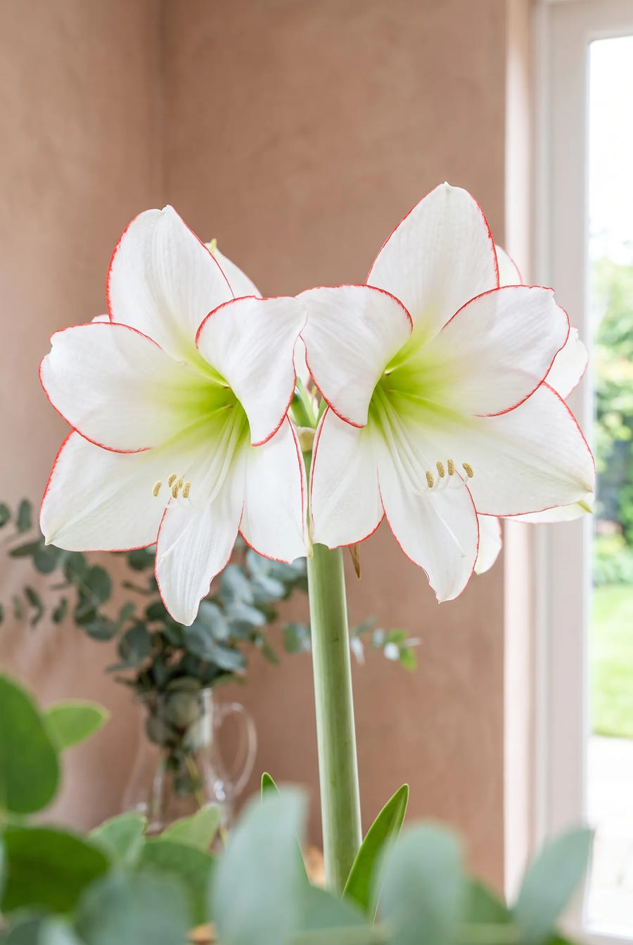 Hippeastrum Picotee — close-up van de bloem