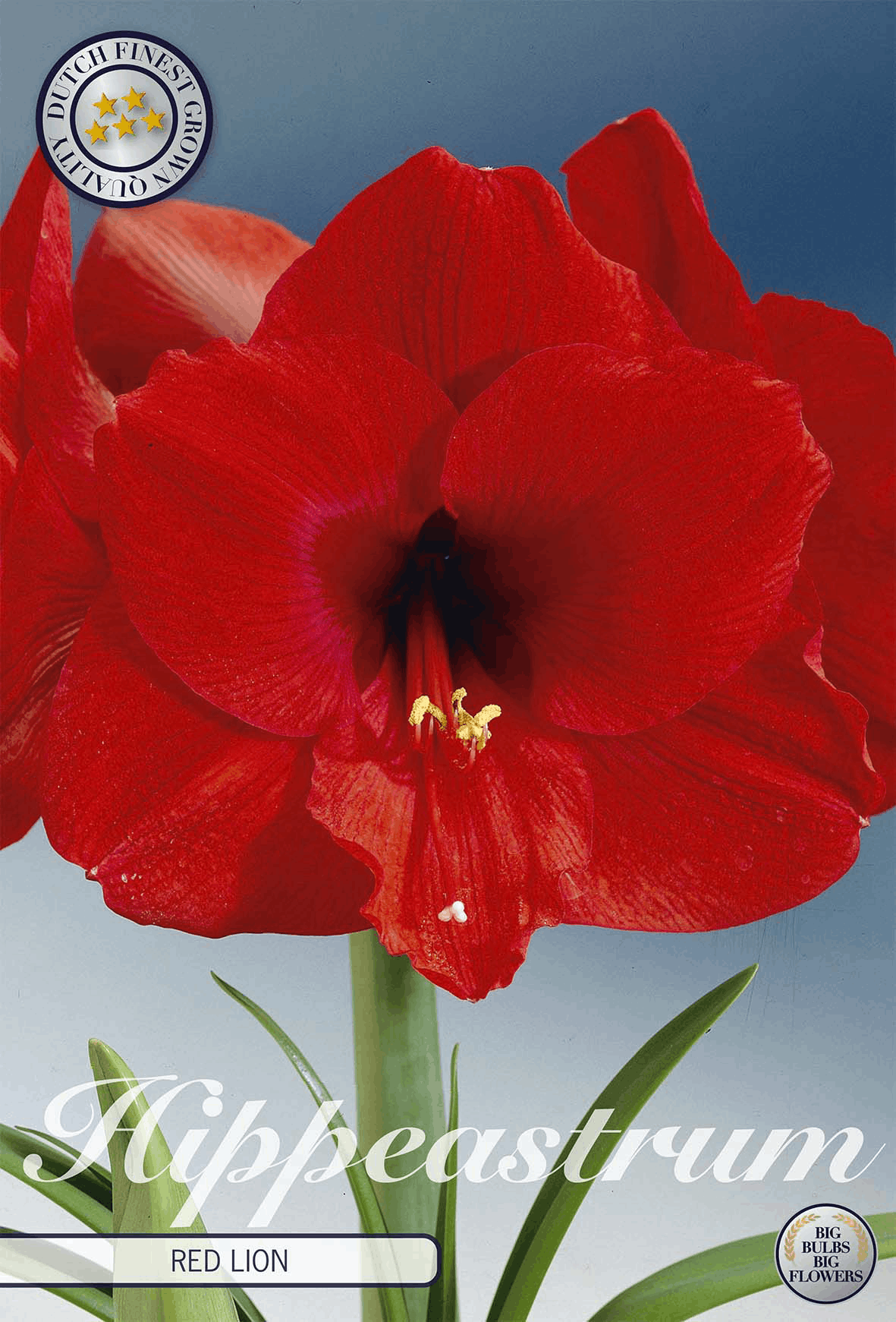 Hippeastrum Rode Leeuw