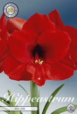 Hippeastrum Rode Leeuw