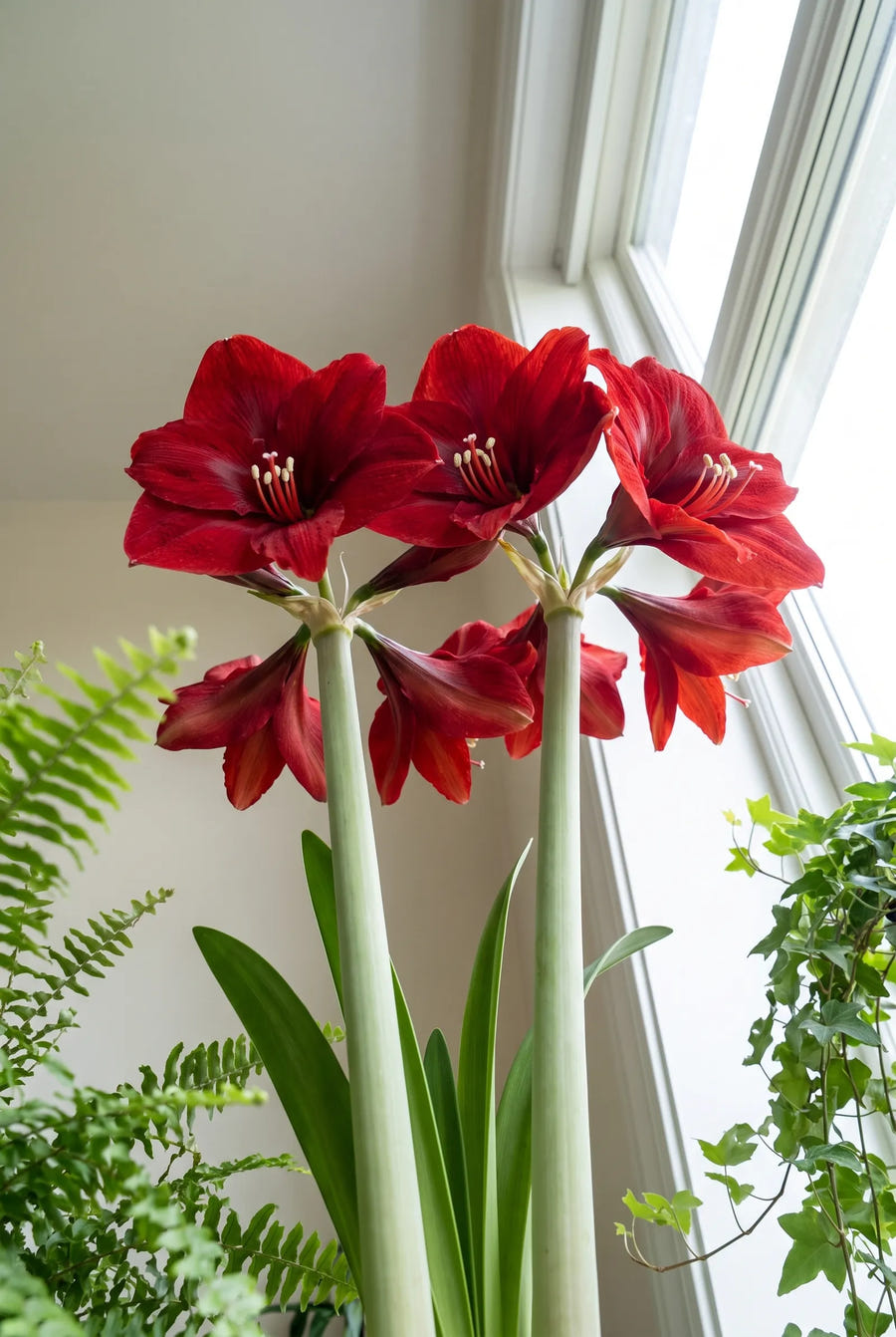 Hippeastrum Red Lion — in de tuin