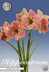 Hippeastrum Terracotta ster