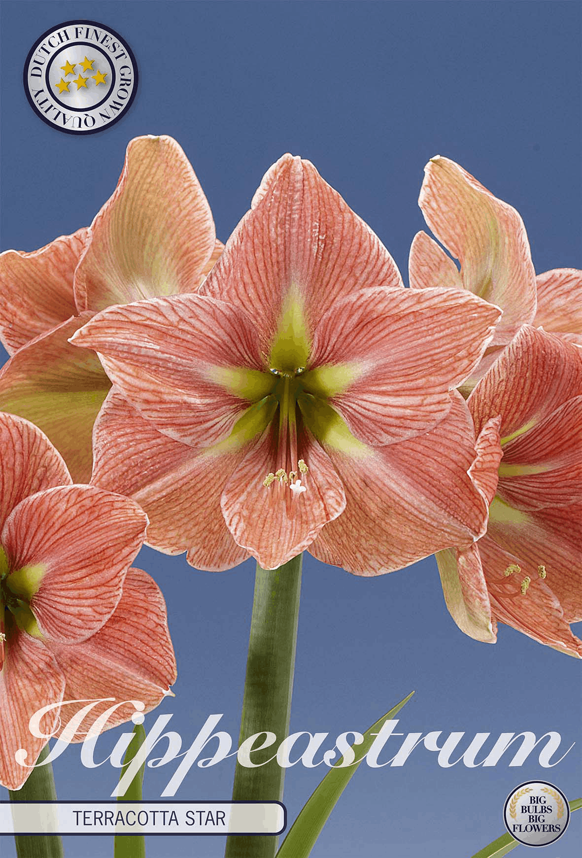 Hippeastrum Terracotta ster