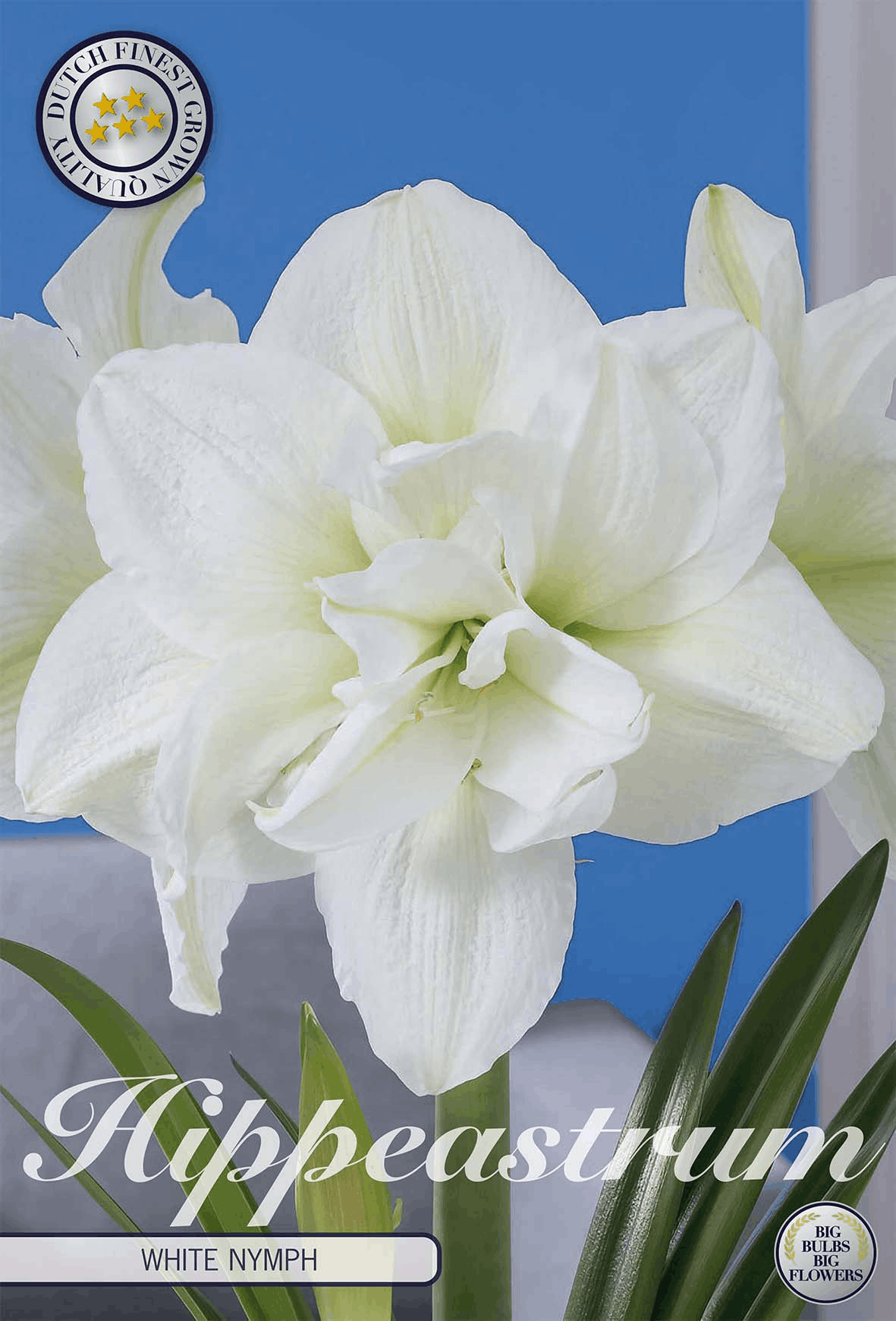 Witte nimf van Hippeastrum