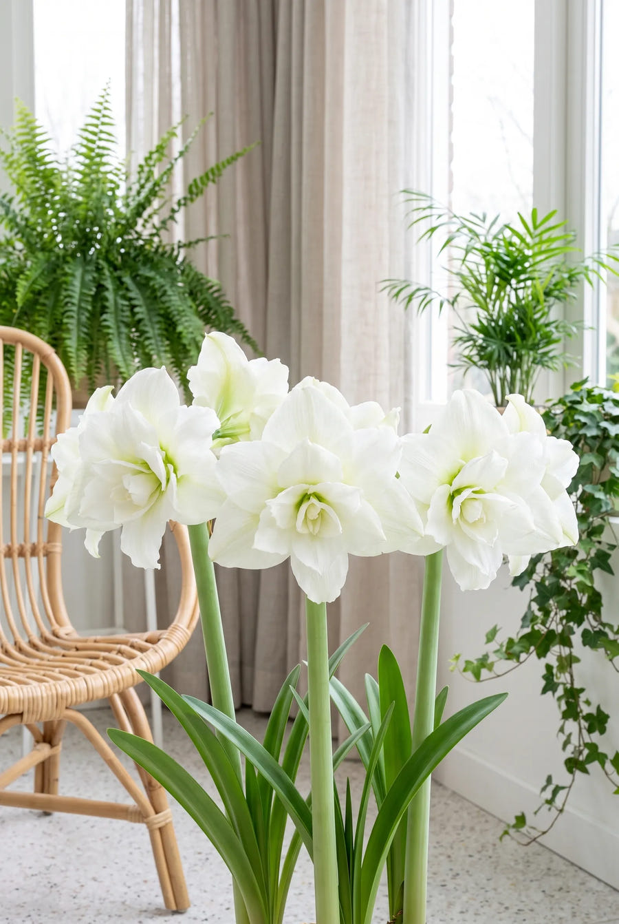 Hippeastrum White Nymph — in de border