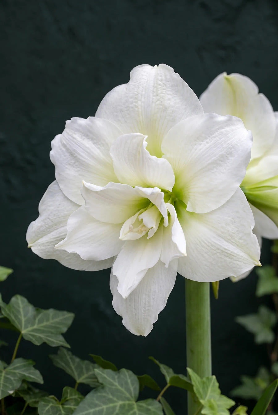 Hippeastrum White Nymph — close-up van de bloem