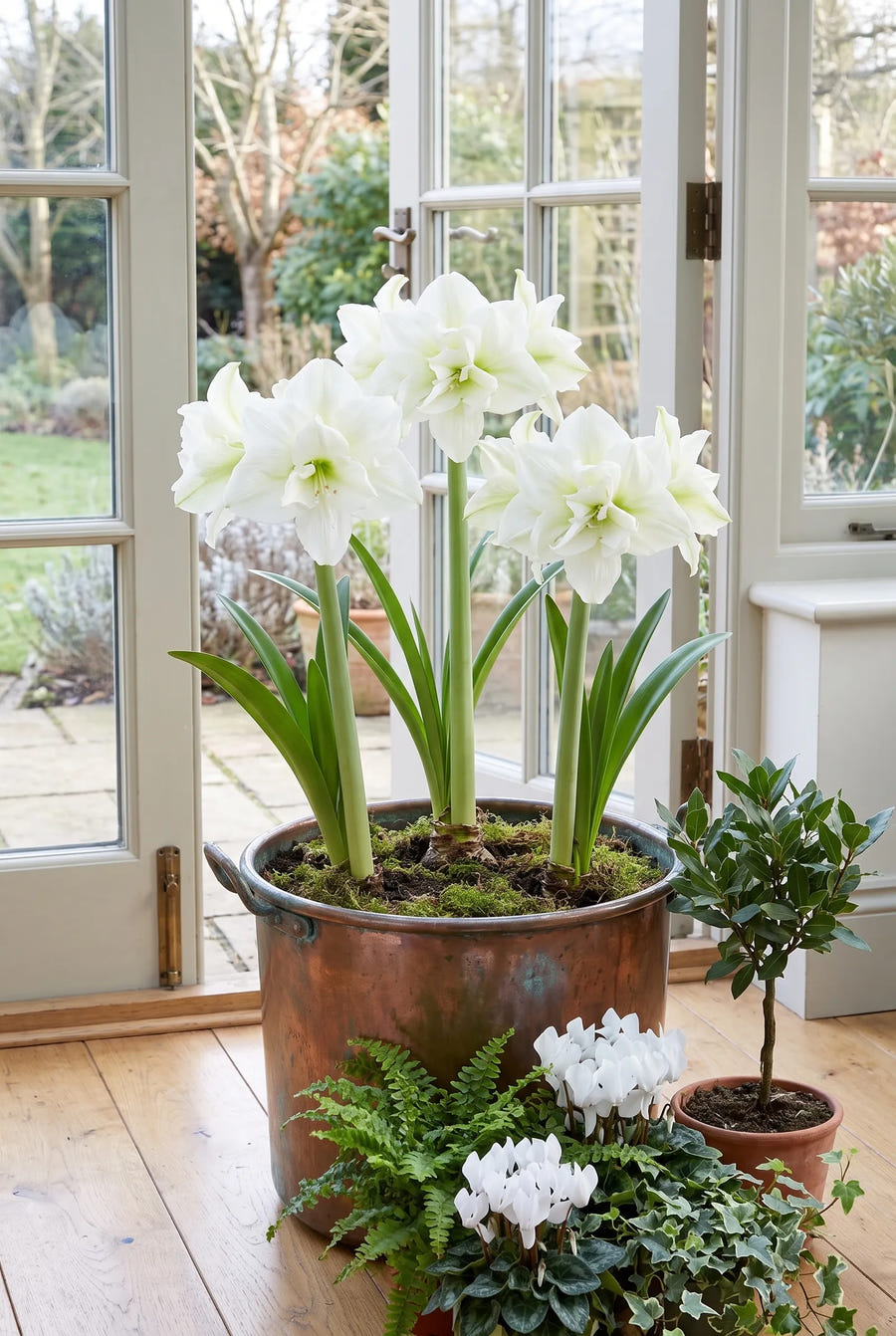 Hippeastrum White Nymph — in pot op terras