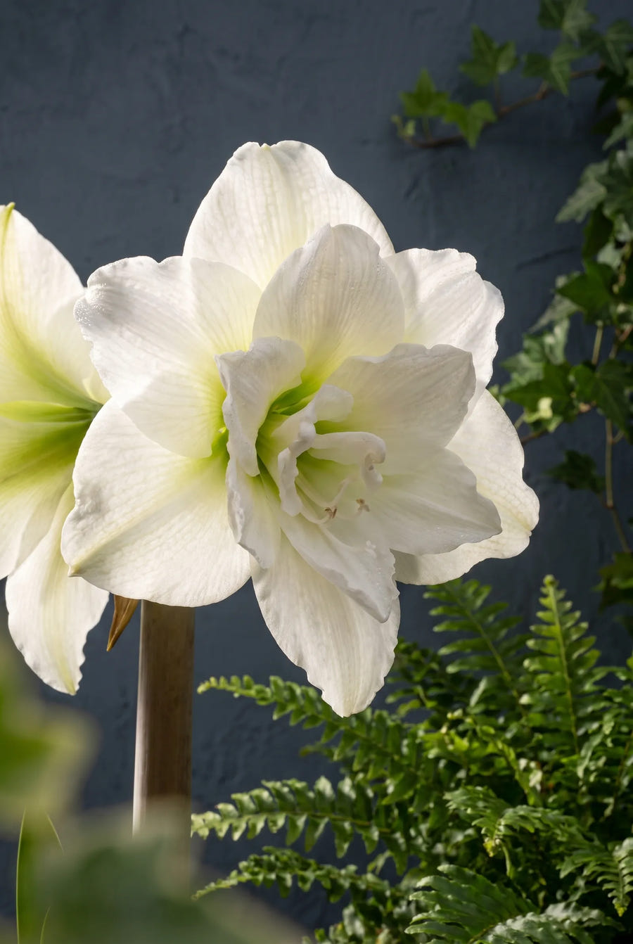 Hippeastrum White Nymph — sfeerbeeld