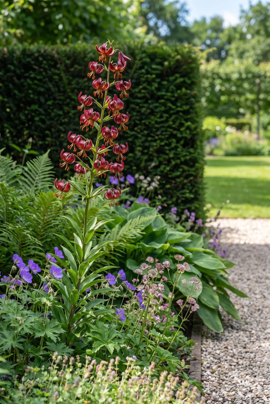 Lilium Claude Shirde — in de border