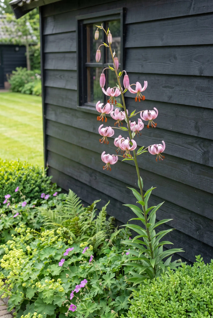 Lilium Pink Morning — in de border
