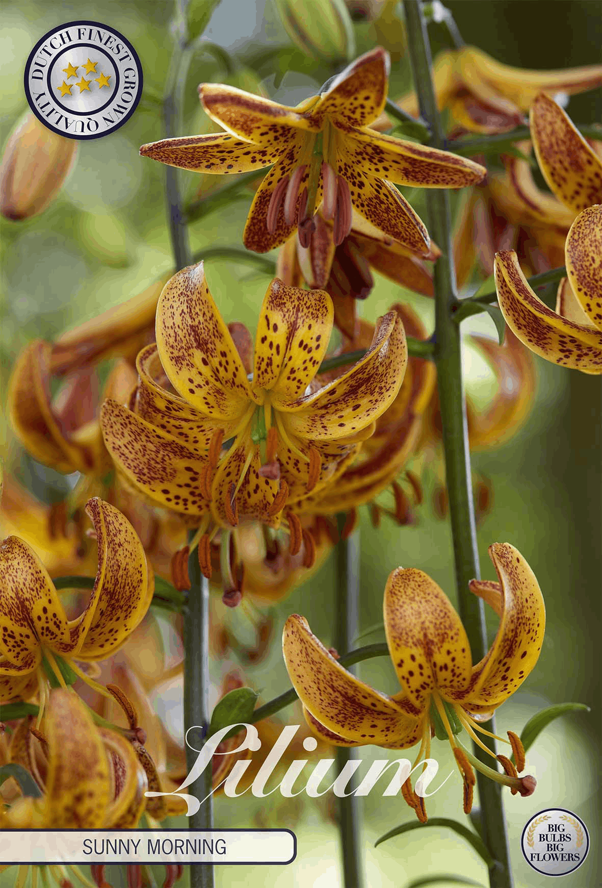 Lilium Zonnige Ochtend