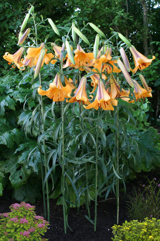 Lilium African Queen