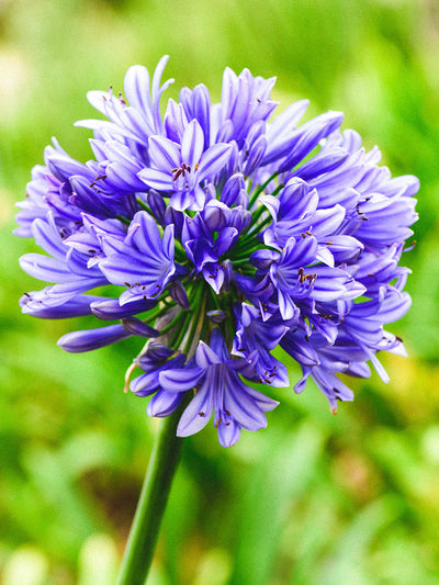 Vaste planten