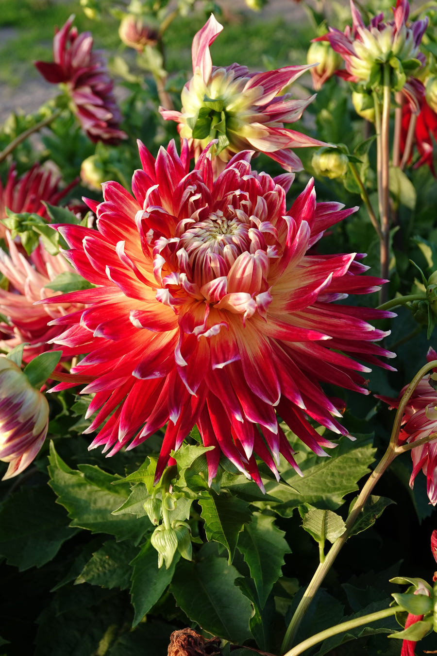 Dahlia Akita close-up