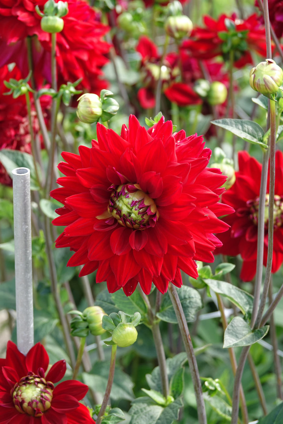 Dahlia All Directions