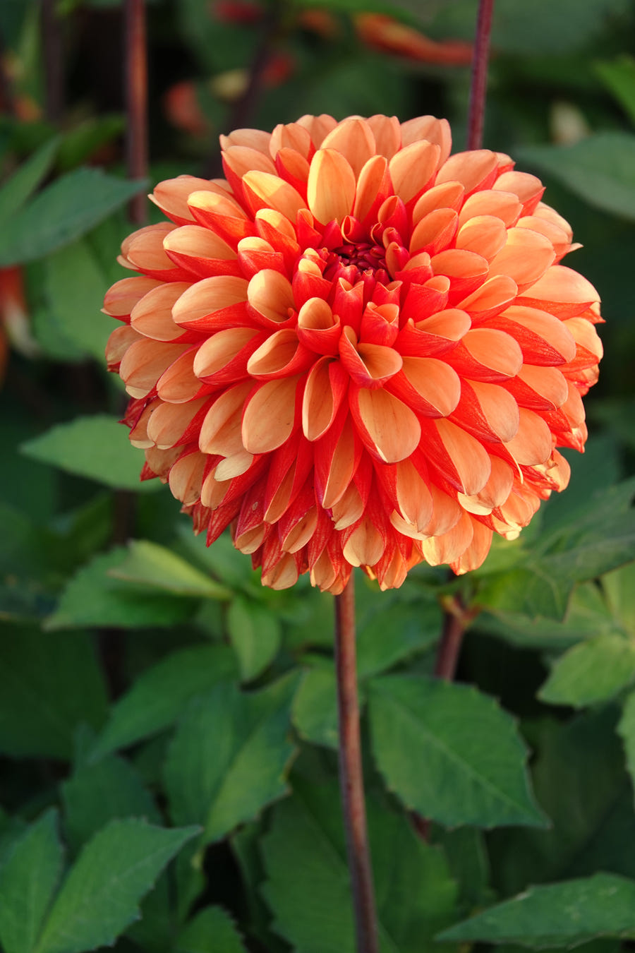 Dahlia American Sunset close-up