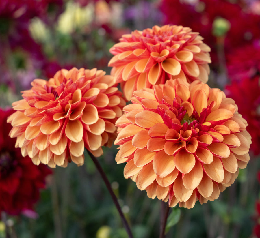 Dahlia American Sunset flowers in the garden