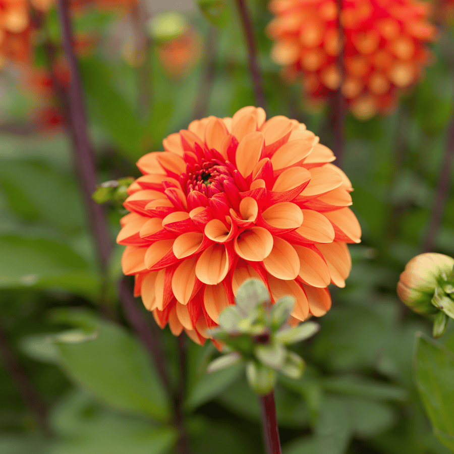 Dahlia American Sunset, photo 4