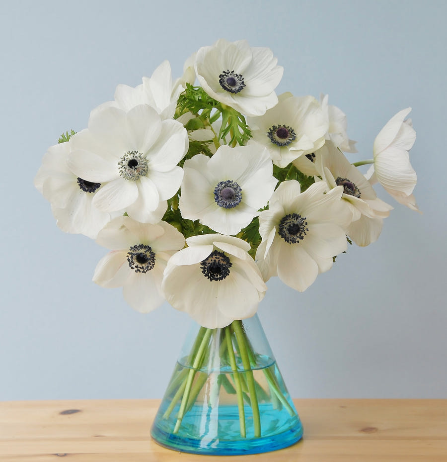 Anemone Coronaria Bride