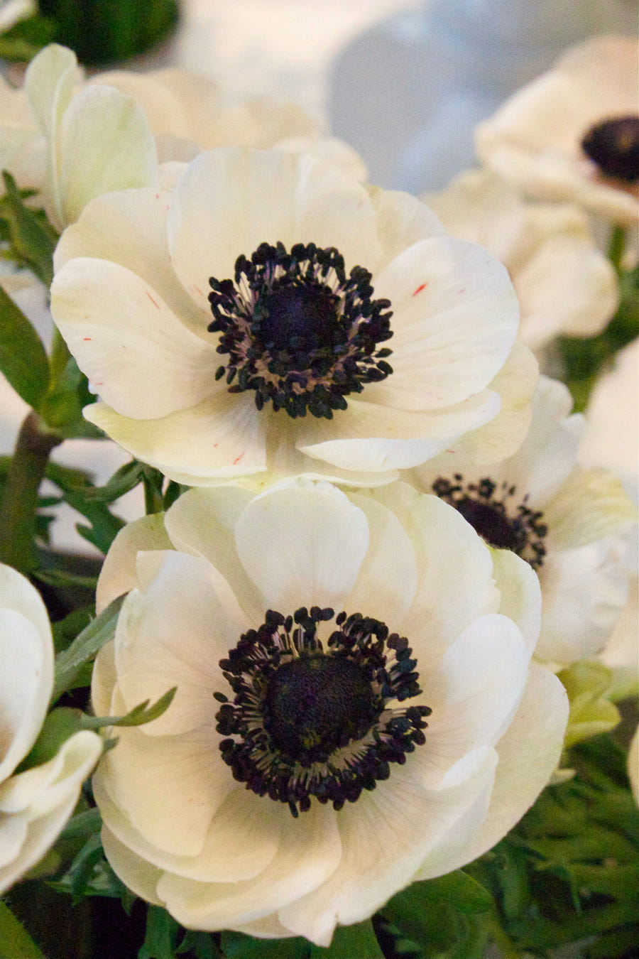 Anemone Coronaria Bride